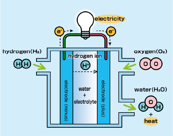 hydrogen, electricity, oxygen, hydrogen ion, electrode (plus), electrode (minus), water + electrolyte, water, heat