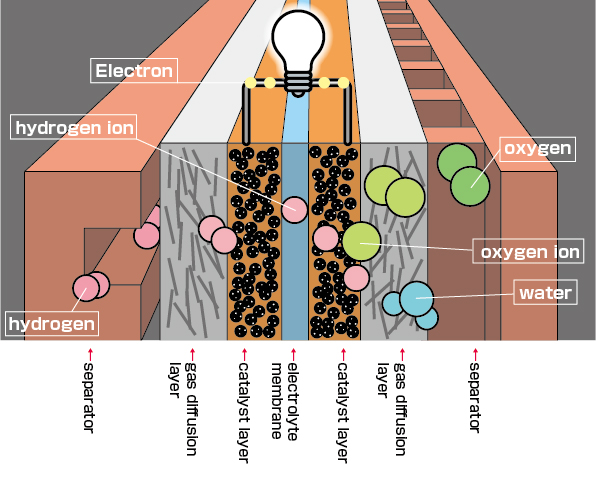 Electron, hydrogen ion, hydrogen, oxygen, oxygen ion, water, separator, gas diffusion layer, catalyst layer, electrolyte membrane